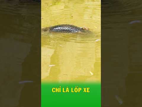 Tưởng là trăn khổng lồ, ai ngờ là chiếc lốp xe và chú cóc kiên trì nhất thế giới