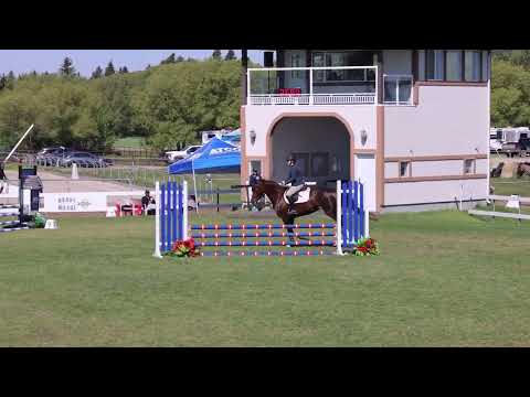 Portia EF young horse class