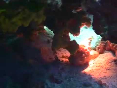 Reef Diving Paros Greece-Eurodivers