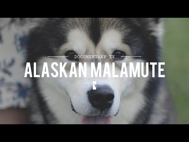 Wymowa wideo od malamute na Angielski
