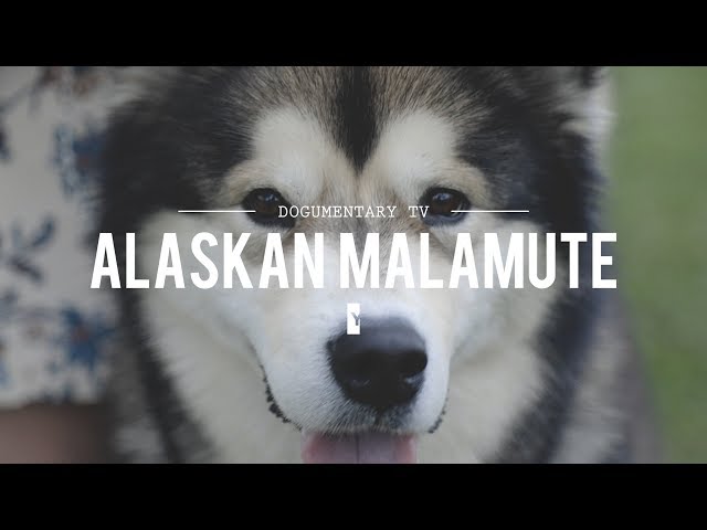 Videouttalande av malamute Engelska