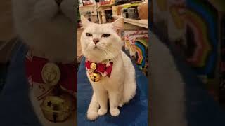 Shopping In Vietnam #travel #culture #Vietnam #cat #shorts #hanoi