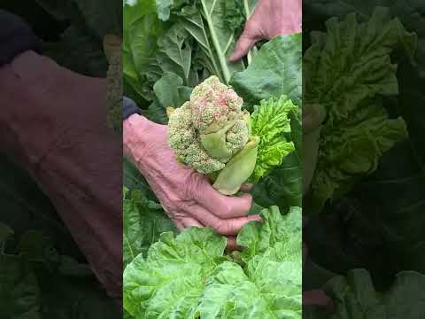 Grow and Harvest Rhubarb the RIGHT Way! (A Guide to Growing 🌱)