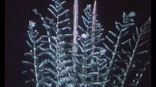 Four Tet - She Just Likes To Fight