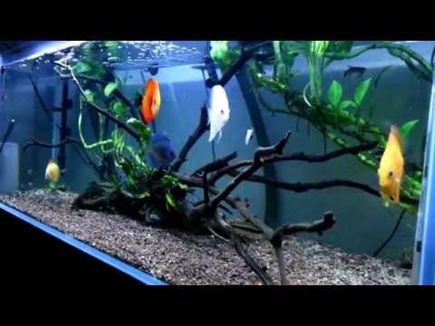 Red Yellow White Diamond Blue Discus Planted Aquarium Tank. CF500 Filter LED Light.