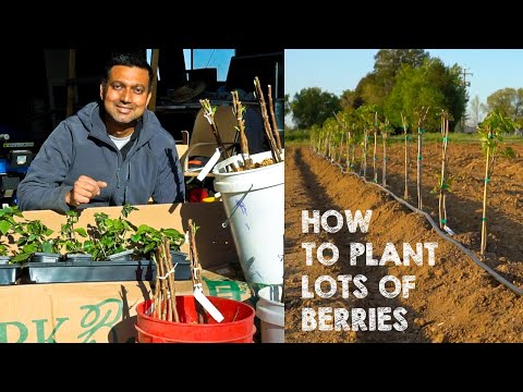 How to Plant Raspberries and Blackberries