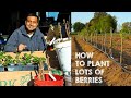 How to Plant LOTS of Raspberries and Blackberries