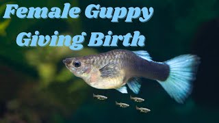 Witness the Miraculous Moment a Guppy Births Her Young, You Won't Believe What Happens Next!