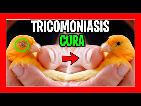 , title : '✅ COMO CURAR TRICOMONIASIS EN PAJAROS 🐦 ENFERMEDADES DE AVES #2'