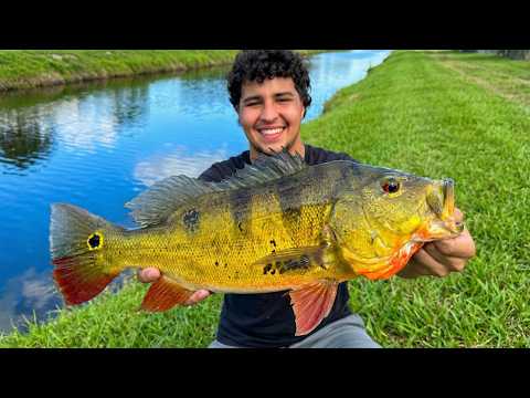 I Searched Every Canal for My First Big Peacock Bass
