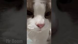 #cat #cute #catvideo #cutecat #funnyvideo #funny