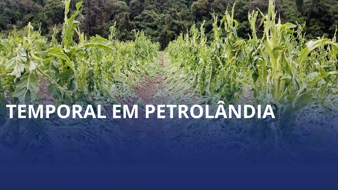 Petrolândia registra estragos por conta do forte temporal