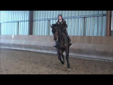 Stalion 7 years old working on the flat