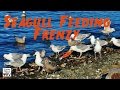 Seagulls Feeding Frenzy On Tossed Salmon Parts