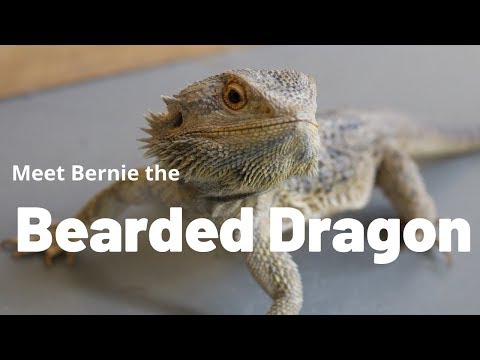 TwistED Science - Meet Bernie the Bearded Dragon