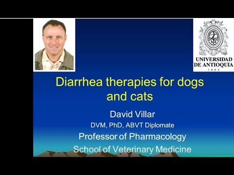 Therapies for Diarrhea in Dogs and Cats