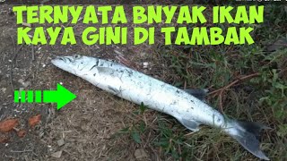preview picture of video 'Mancing di tambak pak Ambon PRT 3'