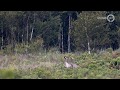 Broedende kraanvogels in Korenburgerveen hebben last van droogte