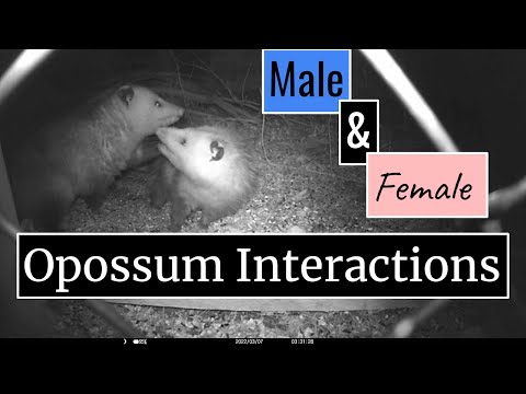Male and Female Opossum Interactions