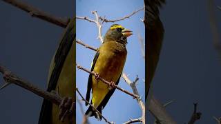 Download lagu Evening Grosbeak Calling Sounds mp3