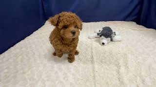 トイプードルの動画01