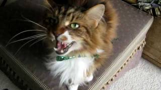 Singing Maine Coon Cat