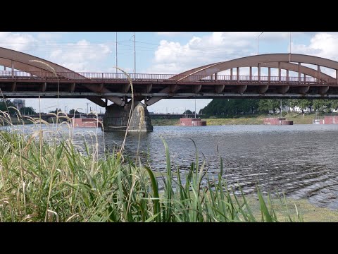 Doszło do ekologicznej katastrofy! Odra umiera