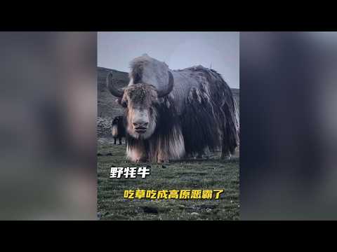 高原獨有的藏式大V8#高原霸主野犛牛 #野生犛牛和家犛牛對比 #高原野犛牛 #犛牛 #YouTube