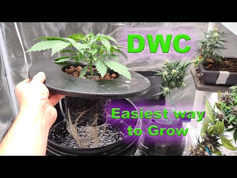 Deep Water Culture (DWC) Autoflower Simplified