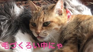 【癒し動画】手術後に励まし合う2匹　乳腺腫瘍