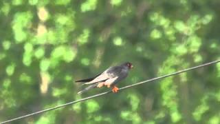 preview picture of video 'Amur Falcon - Falco amurensis'