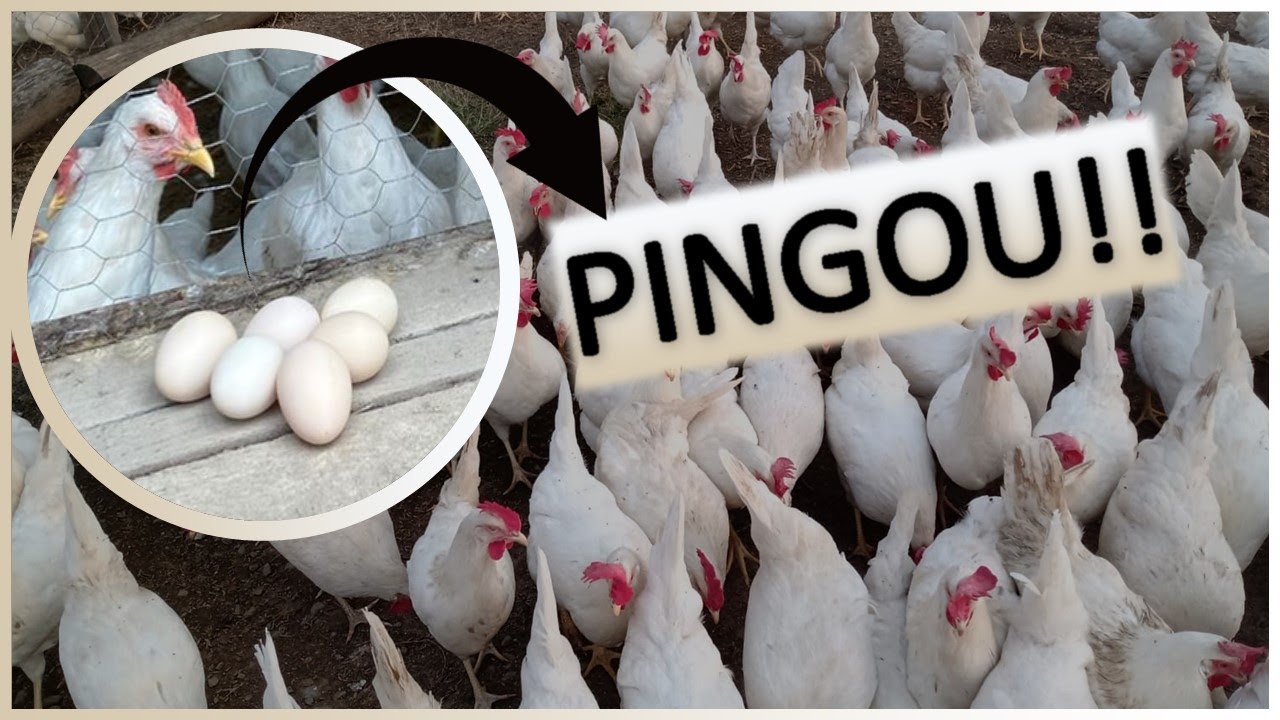 POSTURA CREME: Novogen Tinted está iniciando a PRODUÇÃO de OVOS em SISTEMAS CAIPIRAS no BRASIL