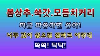 [텃밭농부 1,825]  봄철상추.쑥갓.치커리의 씨앗 파종은 이렇게 하세요! #상추재배 #쑥갓재배 #치커리재…