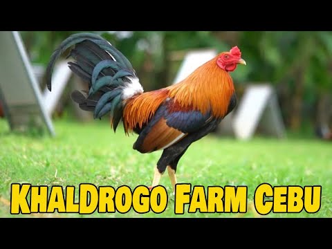 Jr Pepito KhalDrogo Farm | Beautiful Abello 226 Possum Sweater | Farm Visit Cebu Philippines