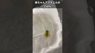 カエルの赤ちゃんにエサやり！