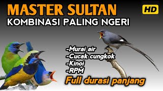 Download lagu Ngeri !! Masteran Kombinasi Murai air-Cucak cungkok-Kinoi-RPM Durasi panjang‼️ mp3