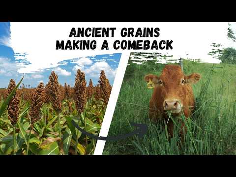 Ancient Grains Making a Comeback for Crops and Grazing