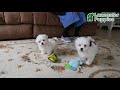 Teddy Bear dogs for sale: Leo - Video 1