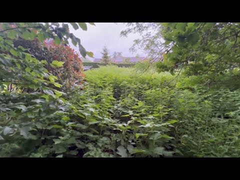 I’ve NOT SEEN MY GARDEN IN 15 YEARS THE NETTLES HAVE TAKEN OVER!!! #free #garden 
