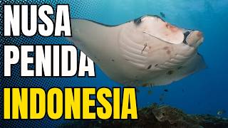 Scuba Diving Nusa Penida The BEST REEFS In Bali 🇮🇩
