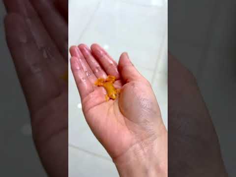 Bắt gọn dàn pet béo ú: cá vàng, rùa với em ếch cam siêu cưng 🐢🐸