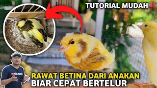 Download lagu 3 STEPS TO CARING FOR FEMALE CANARIES FROM PAUD UNTIL READY FOR PRODUCTION mp3 Download lagu 3 STEPS TO CARING FOR FEMALE CANARIES FROM PAUD UNTIL READY FOR PRODUCTION mp3