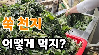 쑥 천지다! 쑥떡 만들기 양이 엄청나