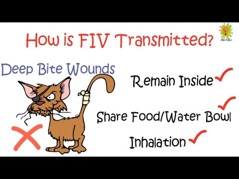 FIV- Feline Immunodeficiency Virus  (Cat's Disease)