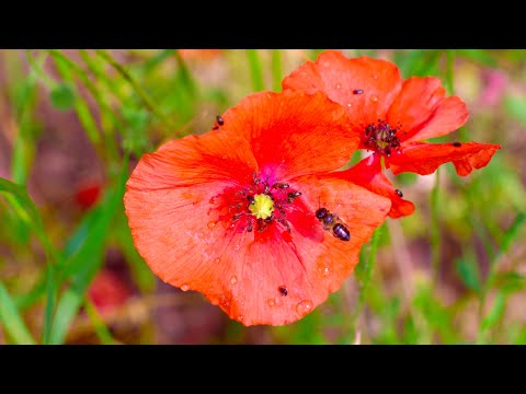 Bird sounds for sleeping at a blossoming field of poppies with bees