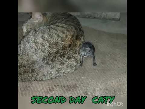 Second day of caty//Gunjan.