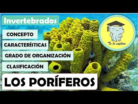 Porifera - Invertebrates