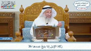 1828 - زكاة الإبل إذا بلغ عددها 36 - عثمان الخميس