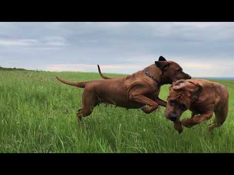 Tosa Inu from Azario