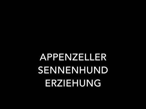 Appenzeller Sennenhund Erziehung - die 7 besten Tipps